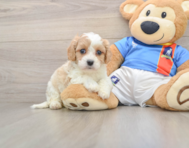 5 week old Cavachon Puppy For Sale - Lone Star Pups