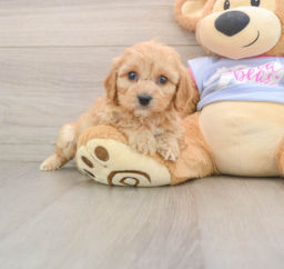 5 week old Cavachon Puppy For Sale - Lone Star Pups