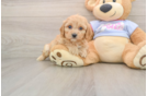 Cavachon Puppy for Adoption