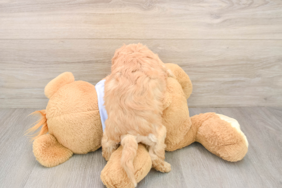 Cavachon Pup Being Cute