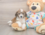 5 week old Cavachon Puppy For Sale - Lone Star Pups