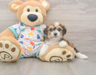 7 week old Cavachon Puppy For Sale - Lone Star Pups