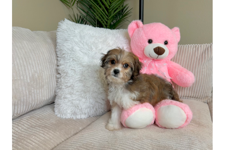 Cavachon Puppy for Adoption