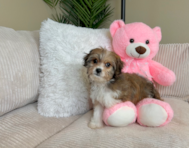 12 week old Cavachon Puppy For Sale - Lone Star Pups