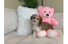 Cavachon Puppy for Adoption