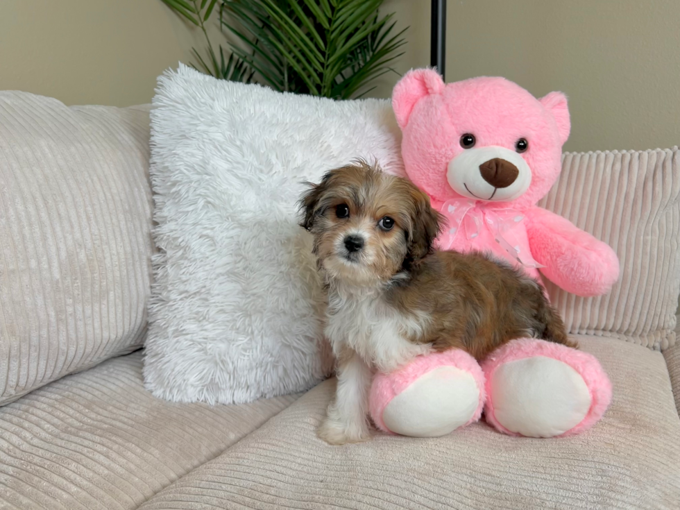 Cavachon Puppy for Adoption