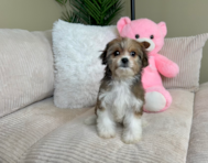 10 week old Cavachon Puppy For Sale - Lone Star Pups