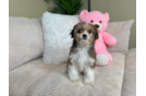 Cavachon Puppy for Adoption