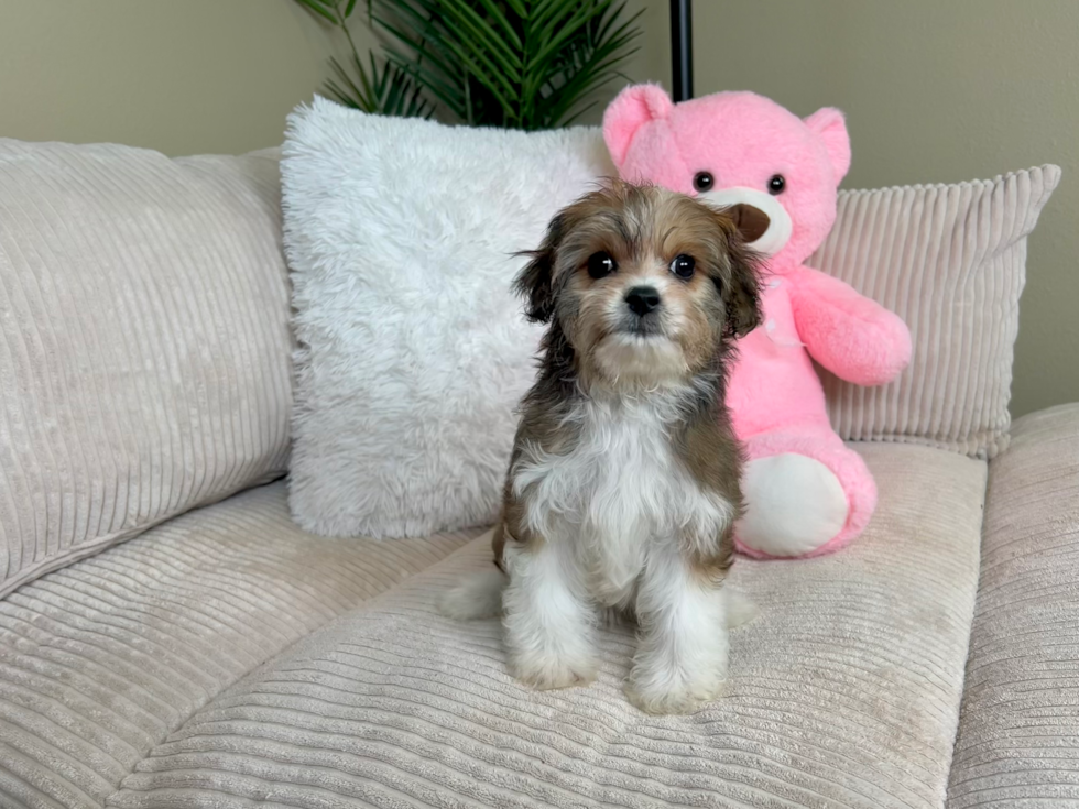 Cavachon Puppy for Adoption
