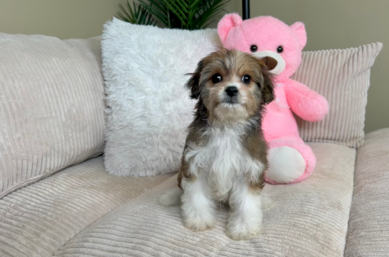 Cavachon Puppy for Adoption