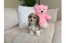Cute Cavachon Designer Pup