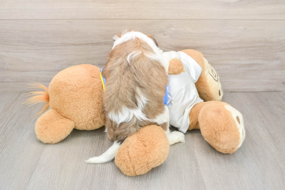 Energetic Cavalier Bichon Designer Puppy