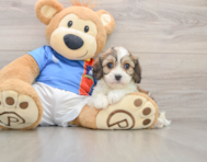 6 week old Cavachon Puppy For Sale - Lone Star Pups