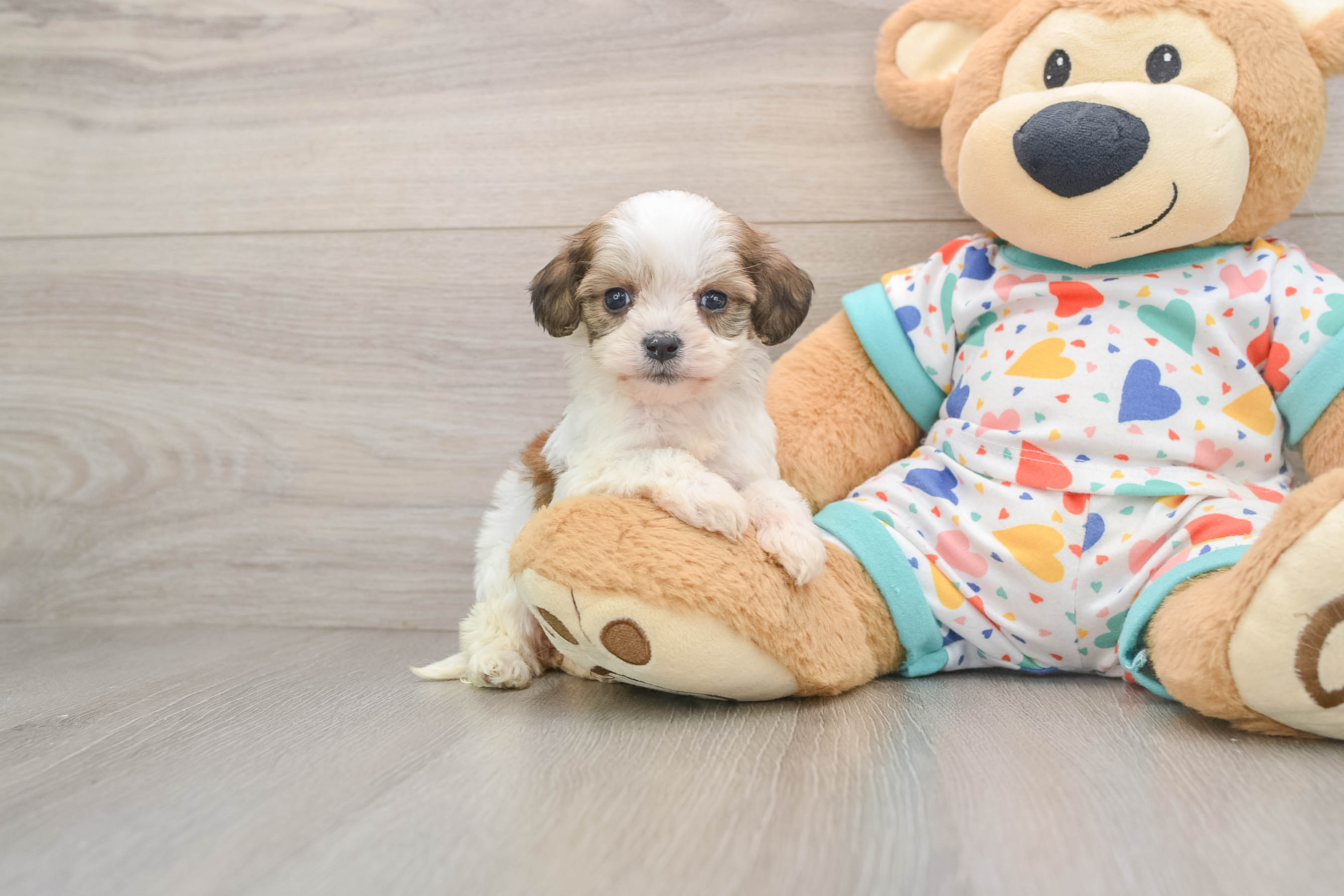 Energetic Cavalier Bichon Designer Puppy