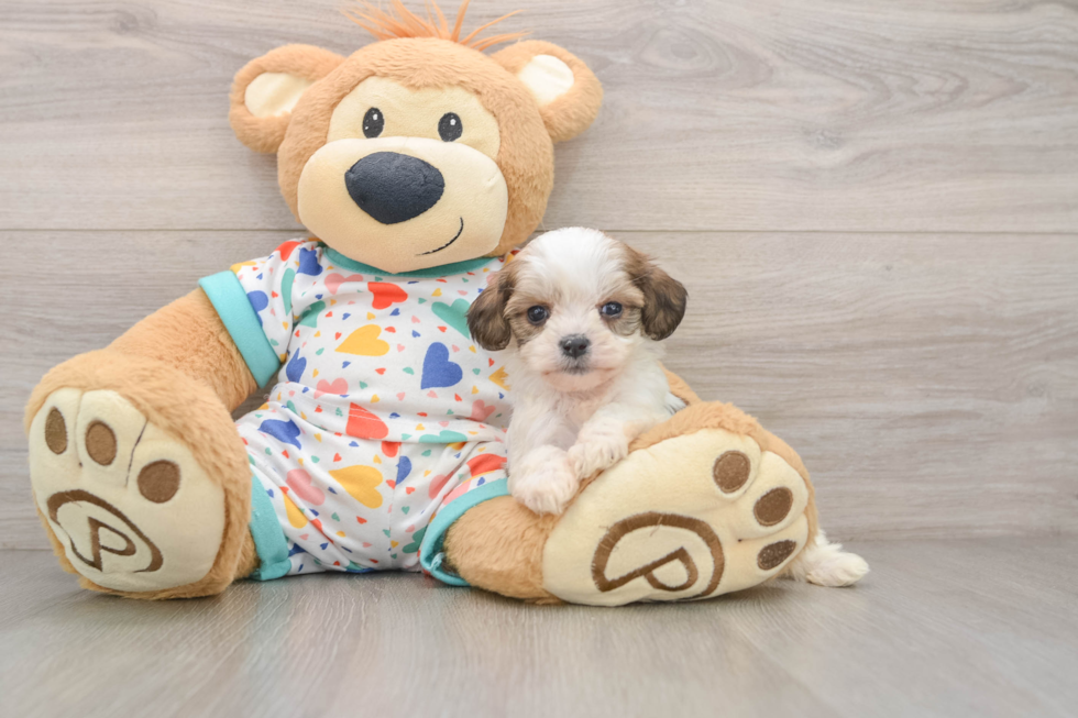 Cavachon Puppy for Adoption