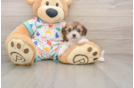 Cavachon Puppy for Adoption