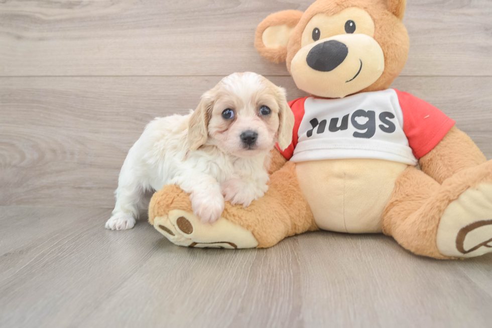 Petite Cavachon Designer Pup