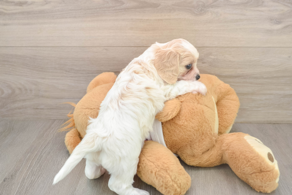 Popular Cavachon Designer Pup