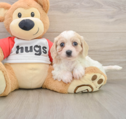 5 week old Cavachon Puppy For Sale - Lone Star Pups
