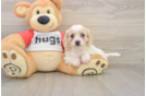 Playful Cavalier Bichon Designer Puppy
