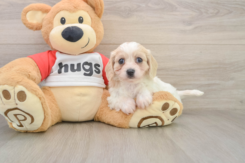 Playful Cavalier Bichon Designer Puppy