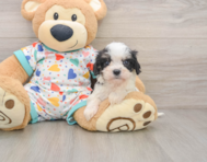 5 week old Cavachon Puppy For Sale - Lone Star Pups