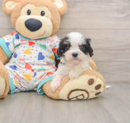 8 week old Cavachon Puppy For Sale - Lone Star Pups
