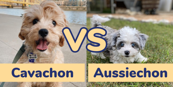 Cavachon vs Aussiechon: A Complete Guide | Lone Star Pups