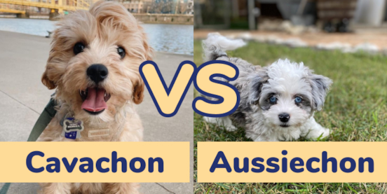 Cavachon vs Aussiechon Comparison