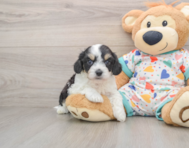 7 week old Cavachon Puppy For Sale - Lone Star Pups