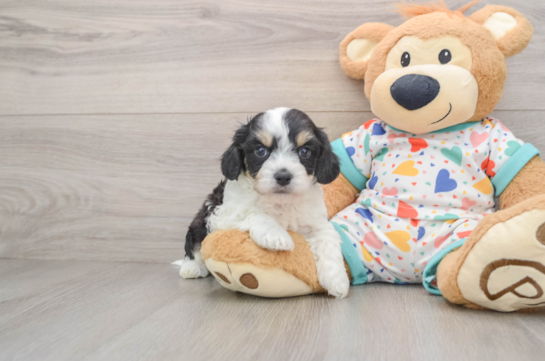 Sweet Cavachon Baby