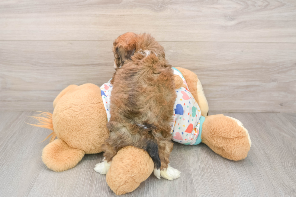 Cavachon Pup Being Cute