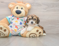 6 week old Cavachon Puppy For Sale - Lone Star Pups