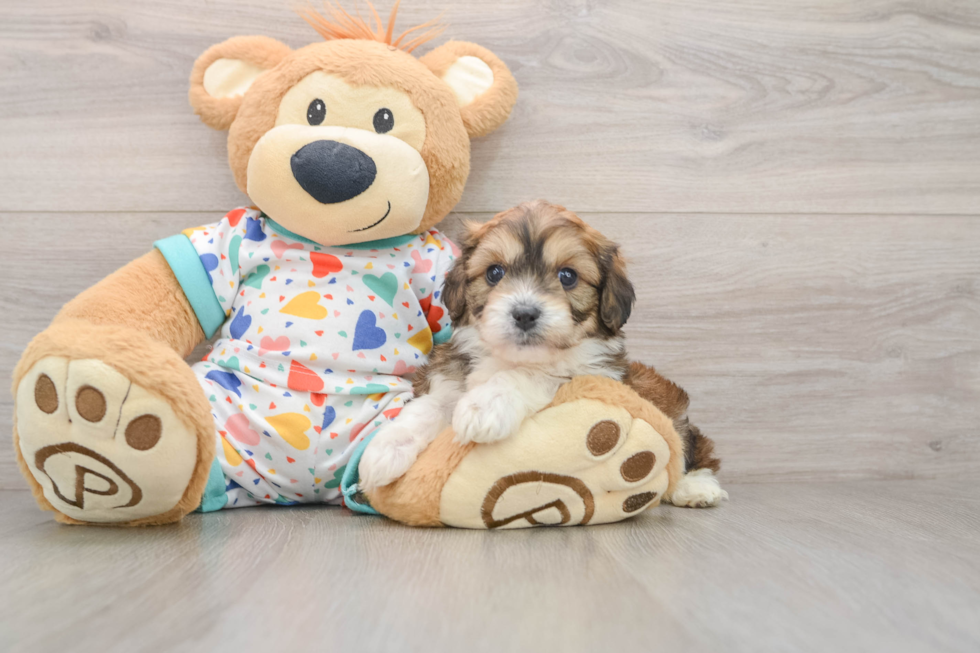 Cavachon Puppy for Adoption