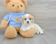 7 week old Cavachon Puppy For Sale - Lone Star Pups