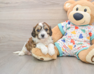 6 week old Cavachon Puppy For Sale - Lone Star Pups