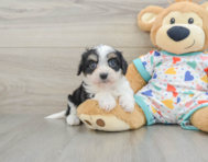 5 week old Cavachon Puppy For Sale - Lone Star Pups
