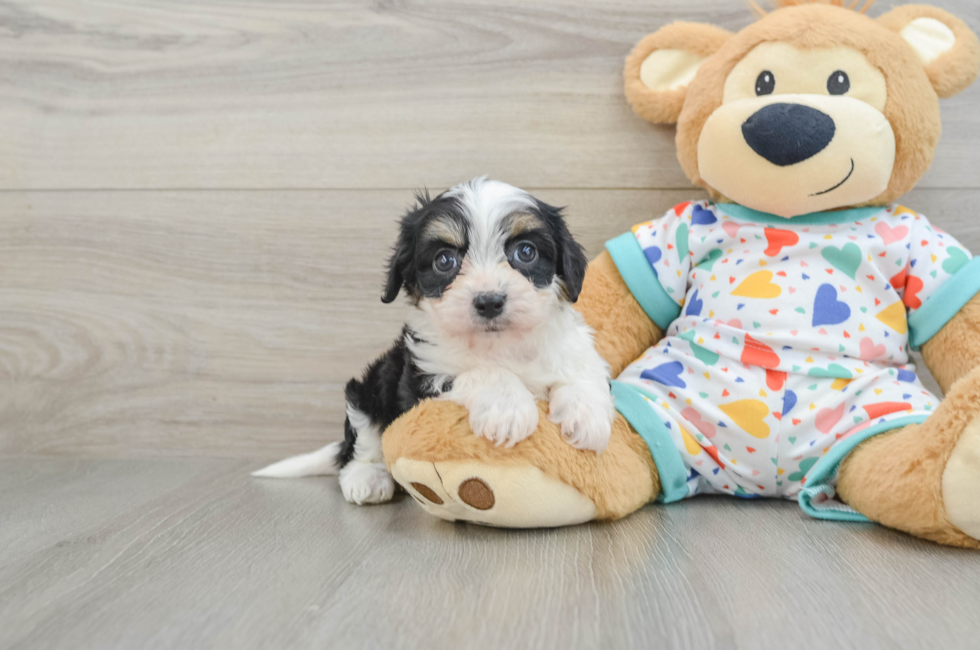5 week old Cavachon Puppy For Sale - Lone Star Pups