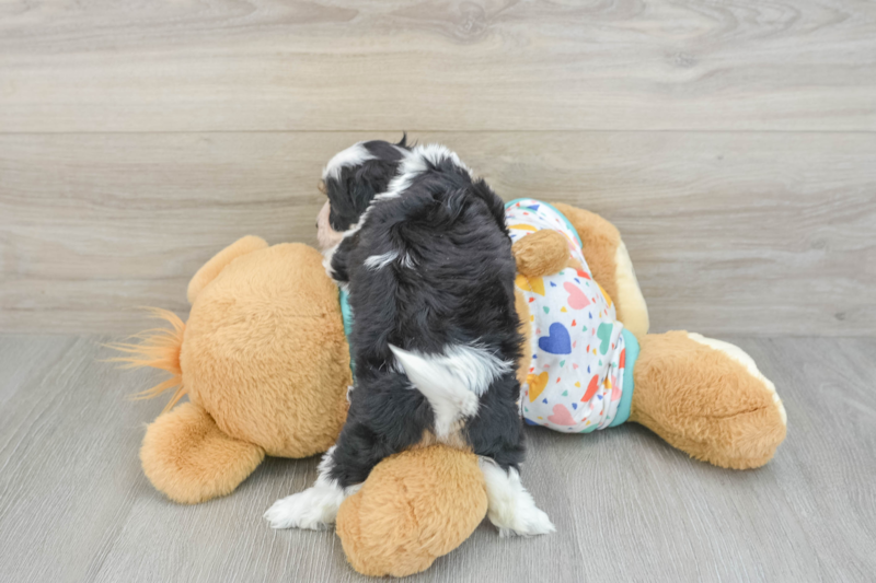 Meet Wink - our Cavachon Puppy Photo 2/3 - Lone Star Pups