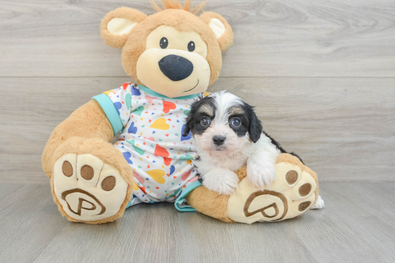 Meet Wink - our Cavachon Puppy Photo 3/3 - Lone Star Pups