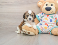 6 week old Cavachon Puppy For Sale - Lone Star Pups