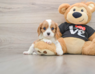 6 week old Cavalier King Charles Spaniel Puppy For Sale - Lone Star Pups
