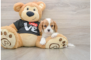Popular Cavalier King Charles Spaniel Baby