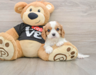 6 week old Cavalier King Charles Spaniel Puppy For Sale - Lone Star Pups