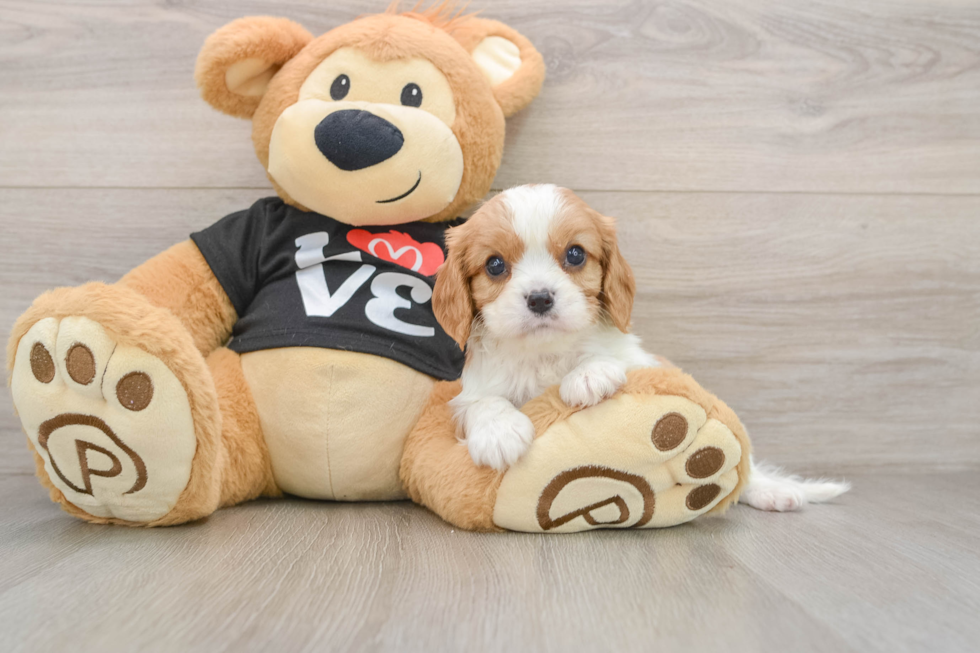Little Cavalier King Charles Spaniel Purebred Pup