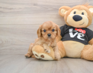 6 week old Cavalier King Charles Spaniel Puppy For Sale - Lone Star Pups