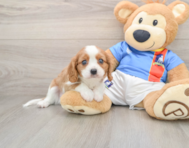 7 week old Cavalier King Charles Spaniel Puppy For Sale - Lone Star Pups