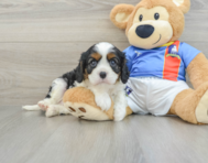 6 week old Cavalier King Charles Spaniel Puppy For Sale - Lone Star Pups