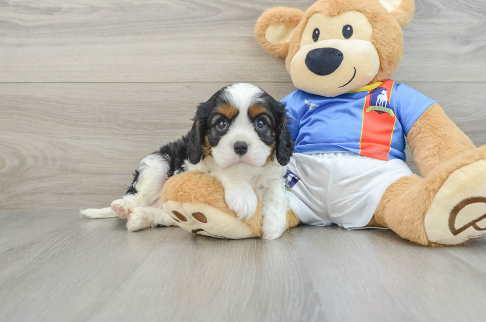 6 week old Cavalier King Charles Spaniel Puppy For Sale - Lone Star Pups