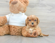 8 week old Cavalier King Charles Spaniel Puppy For Sale - Lone Star Pups